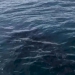 ฉลามวาฬว่ายน้ำเข้าหาเรือขอความช่วยเหลือช่วยตัดเศษอวนพันหาง